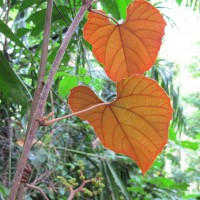 Ampelocissus indica (L.) Planch.